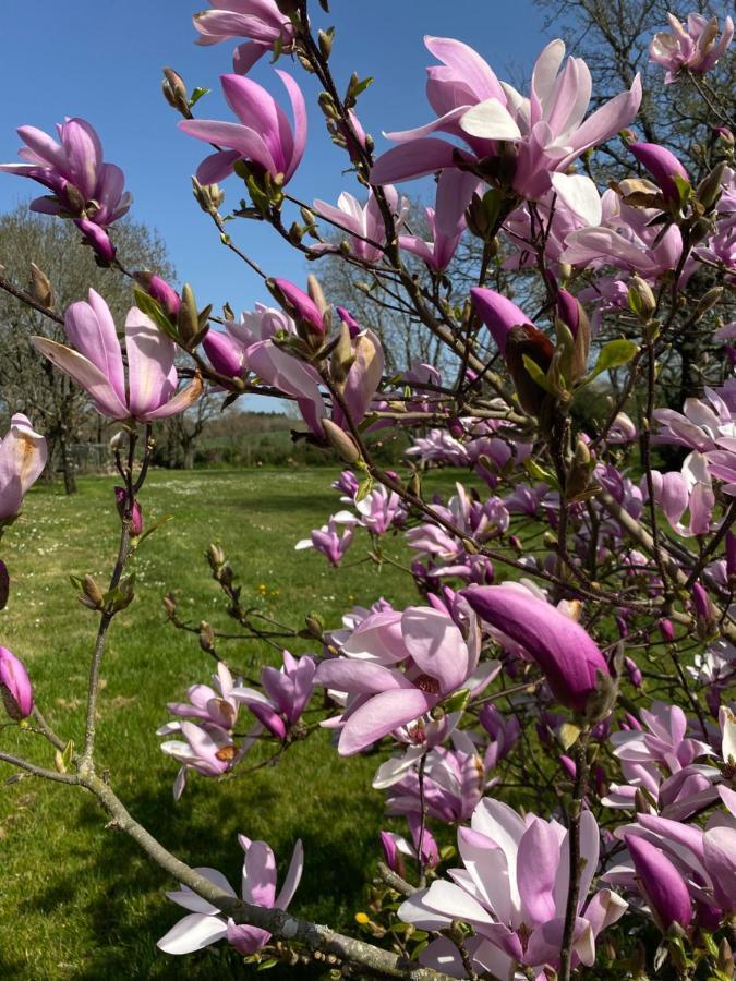 Maisonbel, Gite Convivial Bretagne Vannes Sarzeau 15 Personnes Surzur Eksteriør billede